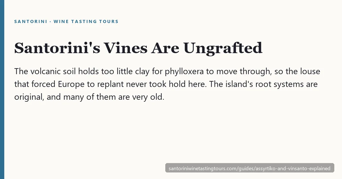Assyrtiko, Nykteri and Vinsanto — Santorini's three wine styles explained