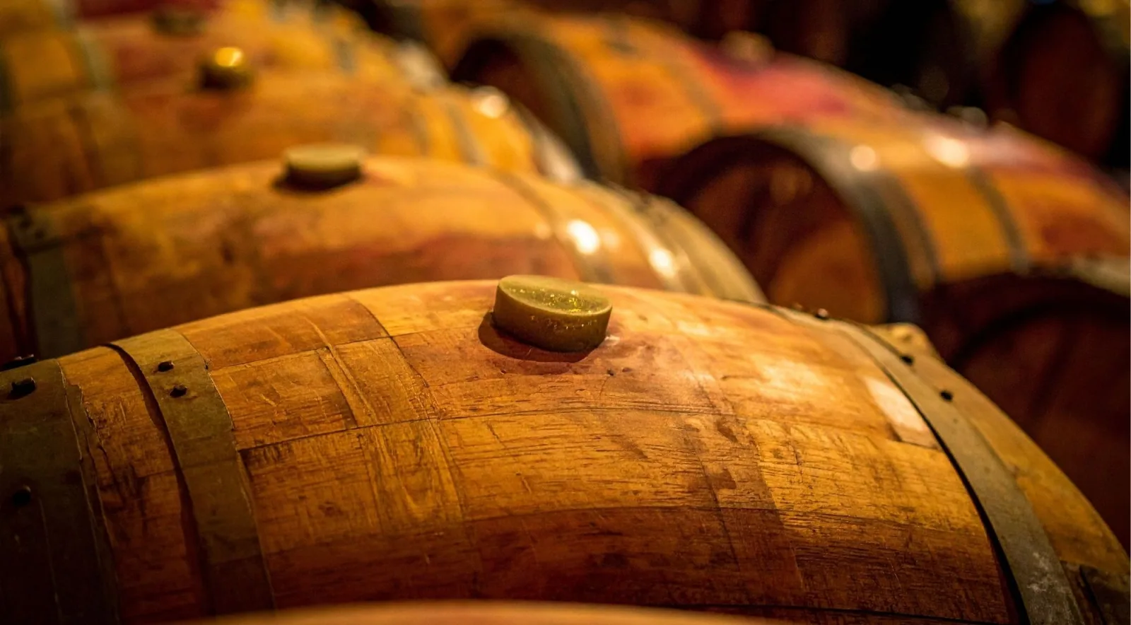 Rows of oak barrels with bungs in place, lit low in a wine cellar