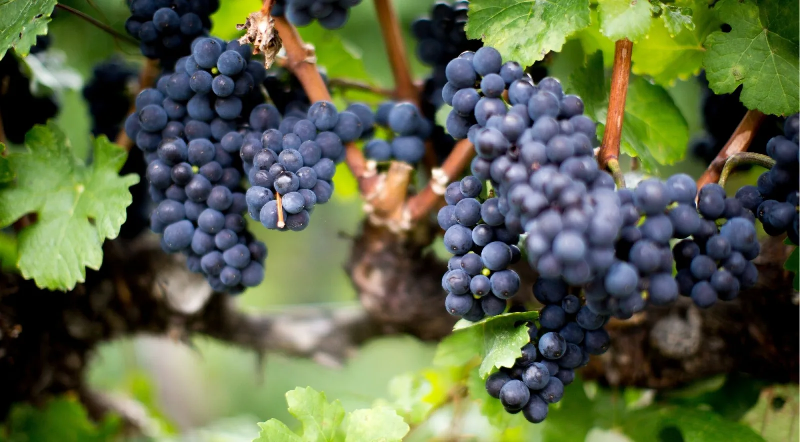 Bunches of dark blue-purple wine grapes hanging on a vine among green leaves