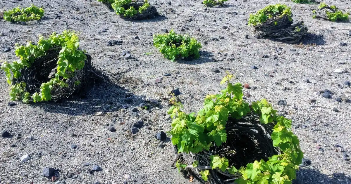 Kouloura basket vines coiled low on bare grey volcanic ash in a Santorini vineyard